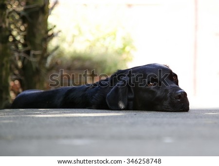 Black Labrador/Retriever