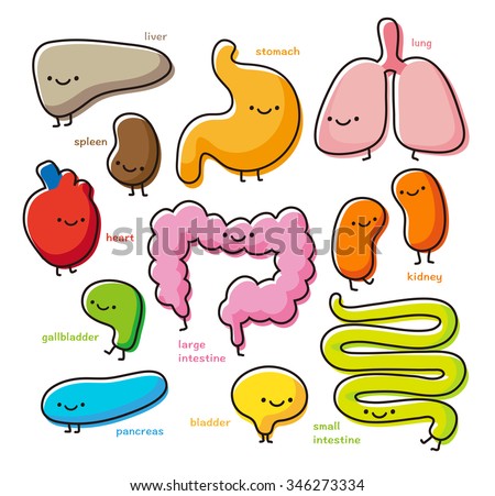 vector cute cartoon organs set on white background / heart, lung, kidney, liver, stomach, bladder, pancreas, gallbladder, small intestine, big intestine / happy smile / healthy