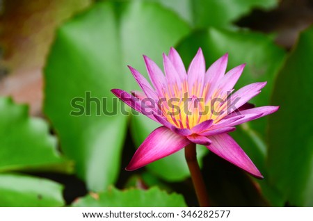 lotus flowers water nature background garden blossom color pink