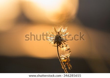 Flower of grass and beautiful sunset light background.Image contain certain grain or noise,Image is Soft focus.