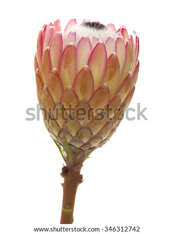 Pink protea flower isolated on white background