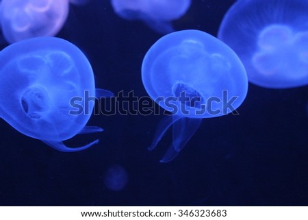 the neon jellyfish