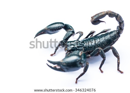 Scorpion insects isolated. 