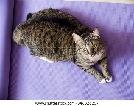 Tabby cat on the yoga mat