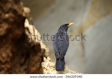 the picture of Blue Whistling Thrush.