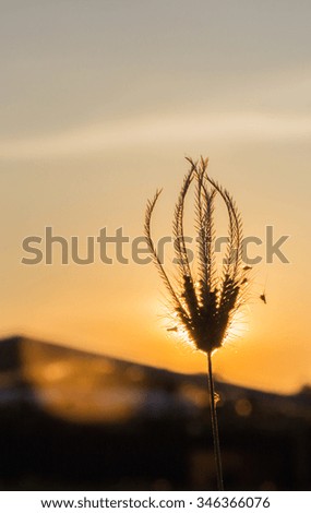 The grass flower on the silhouette sun set