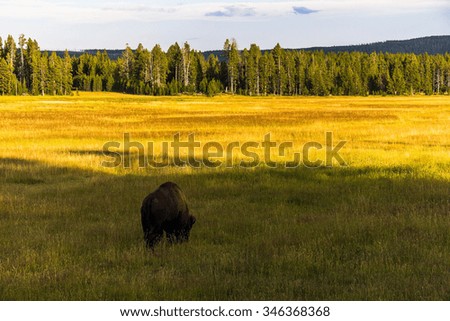 Bison eating grass in the evening, Yellowstone National Park