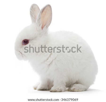 Studio shot of a white rabbit isolated on white background.   