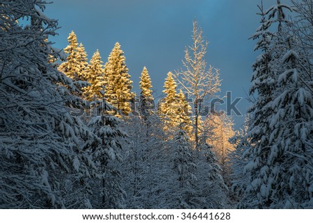 Wild nature winter. Winter forest. Winter spruce. Winter tree. Snow forest.