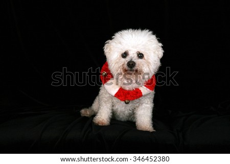 A Beautiful Pure Breed Bichon Frise dog wears her Red and White Christmas Holiday Necklace complete with Brass Bells as she poses for her portrait on black velvet in a photo studio. Focus on her face.