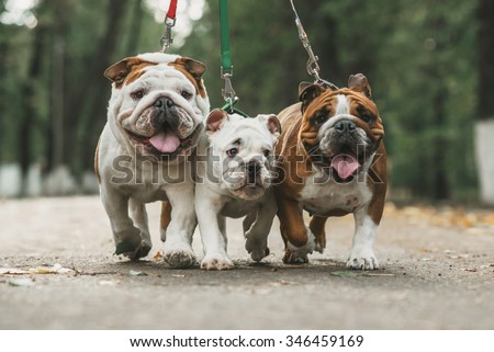 Three English bulldog on a leash Royalty-Free Stock Photo #346459169