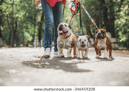 Three English bulldog on a leash Royalty-Free Stock Photo #346459208
