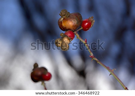 Rosehip berries in the autumn