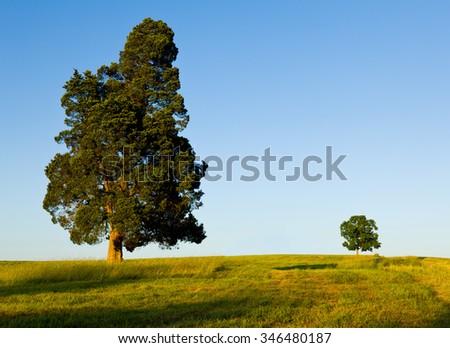 Large pine type tree with another smaller tree on horizon line in meadow or field to illustrate concept of big and small or parent and child Royalty-Free Stock Photo #346480187