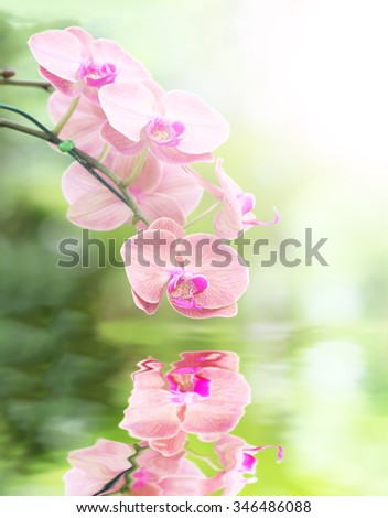 Pink orchid flower and reflection in the Water