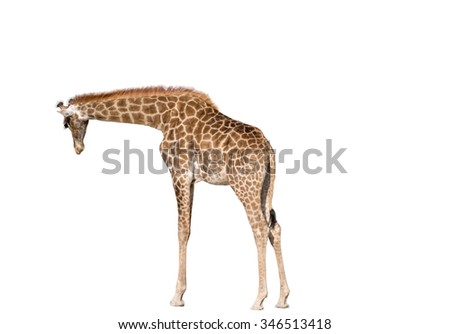big beautiful Giraffe isolated on white background