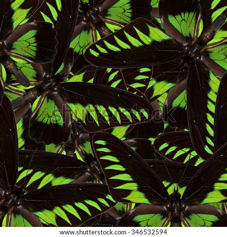 Exotic velvet black and green background made of Rajah Brooke's birdwing butterfly's wings texture, amazing green patterns