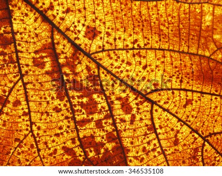 grunge autumn teak leaf texture