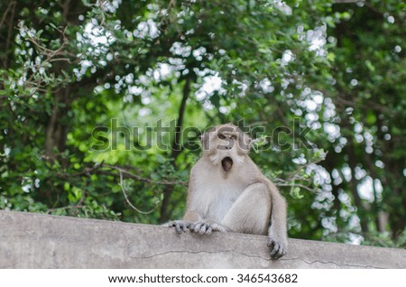 Stock Photo:
Thai monkey in public park, selective focus point