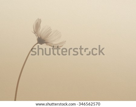 Close up of cosmos flower on drawing paper background, vintage background.