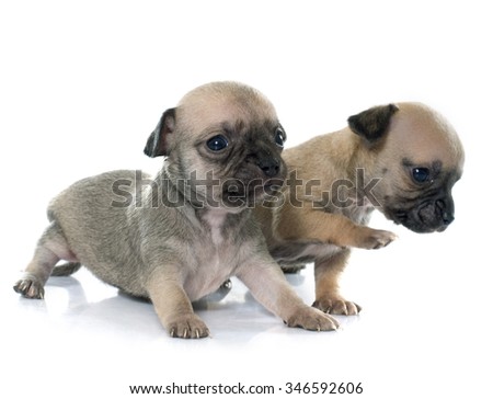 young puppies chihuahua in front of white background