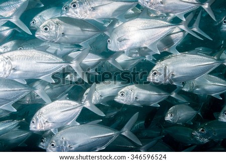 a school  of big eye trevally fish swimming against a current