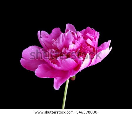 Pink peony flower isolated on black background