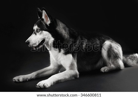 Young Husky laying on dark background
