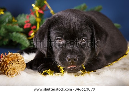Black Labrador retriever puppy dog on dark blue background christmas new year gift studio photo