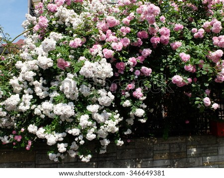 roses bush Paul's Himalayan Musk Rambler Royalty-Free Stock Photo #346649381
