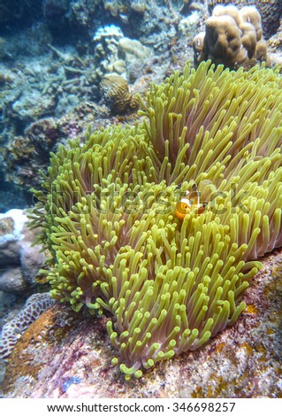 Anemonefish or clownfish in its natural habitat