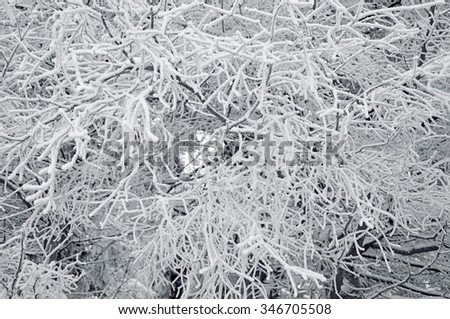 Frost on a Tree branches 