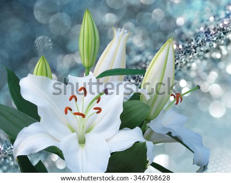 White lily flower on blue background with bokeh effects.