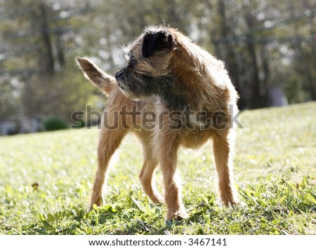 young and active english border terrier