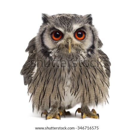 Northern white-faced owl - Ptilopsis leucotis (1 year old) in front of a white background