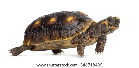 Red-footed tortoises (1,5 years old), Chelonoidis carbonaria, in front of a white background Royalty-Free Stock Photo #346718435
