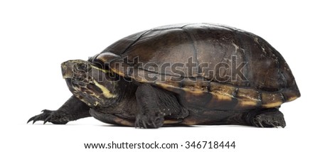 Female striped mud turtle (4 years old), Kinosternon baurii, in front of a white background Royalty-Free Stock Photo #346718444