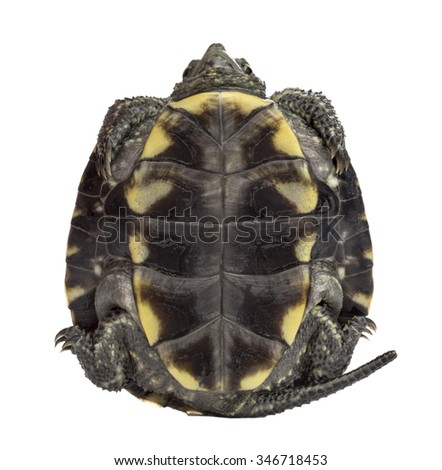 European pond turtle (1 year old), Emys orbicularis, in front of a white background