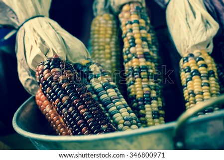 Dried decorative Indian corn for Autumn themed background image