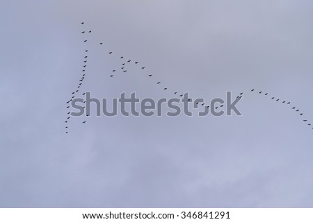 Wedge the geese flying to the south. Seasonal migrations of birds.
