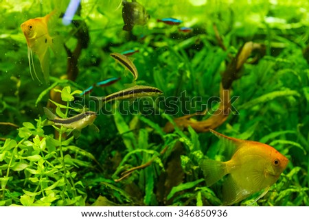 fishes in an aquarium, scalar,