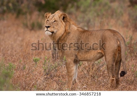 lion, panthera leo
