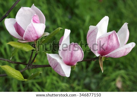 Three Magnolia blossoms