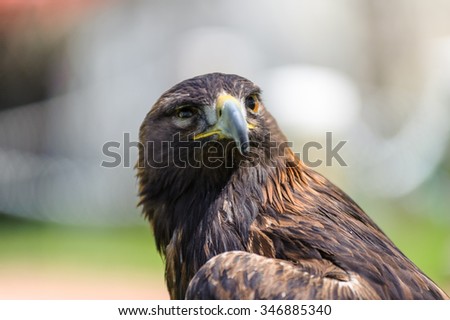 Golden Eagle (Aquila chrysaetos)in side angle view, Coaldale, Alberta - bokeh background