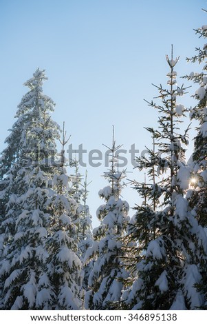 winter sunset, pine tree forest  background  covered with fresh snow
