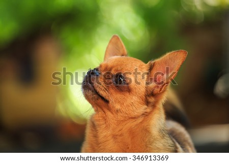 Dog, Chihuahua,puppy