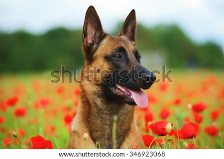 The portrait of a Belgian Shepherd dog Malinois sitting in a poppy field