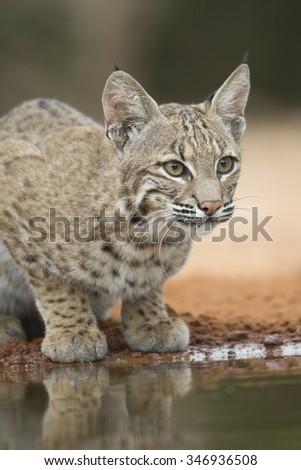 North American Bobcat at pond in Southern Texas