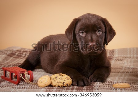 Chocolate brown Labrador retriever puppy with cookies dog on tan background studio photo
