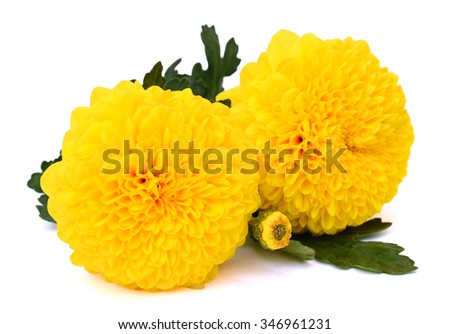 beautiful bouquet of yellow daisies isolated on white background